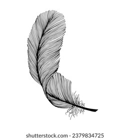 Black fluffy feather. Hand drawn vintage art realistic feather, detailed isolated vector elegant silhouette sketch