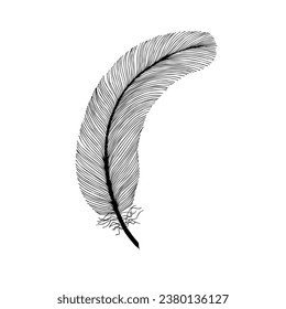 Schwarze, flauschige Feder. handgezeichnete Vintage-Kunst realistische Feder, detaillierte einzelne Vektorgrafik elegante Silhouette-Skizze