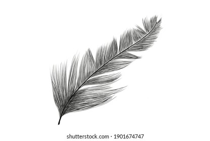 Black fluffy feather. Pencil drawing. realistic goose feathers. detailed isolated vector elegant silhouette sketch of pen.