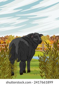 A black fluffy sheep stands on a field in front of an autumn forest. Farming and farm animals in autumn. Realistic vector vertical landscape