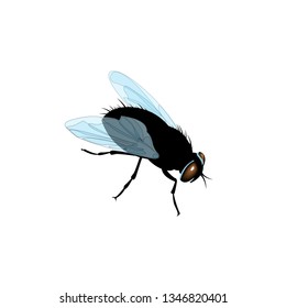 Black Fly Blue Wings Vector Illustration Stock Vector (Royalty Free ...