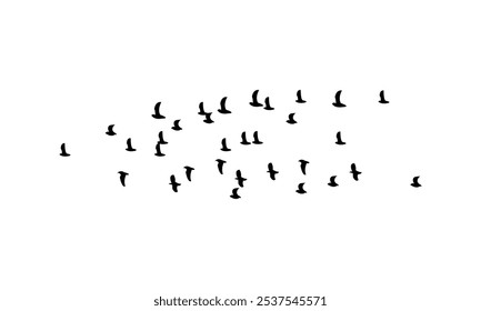 Black Flying birds silhouette Design. 