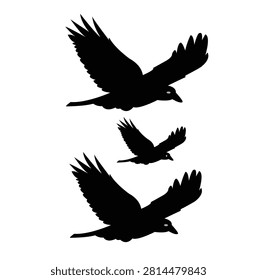 Black flying raven and crow bird silhouettes set, vector isolated on white background