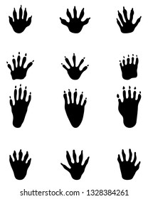Black footprints of raccoon on a white background