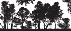 A Black  Forest Of Australian Gum Tress With White Background