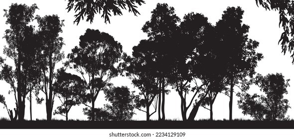 a black  forest of Australian gum tress with white background