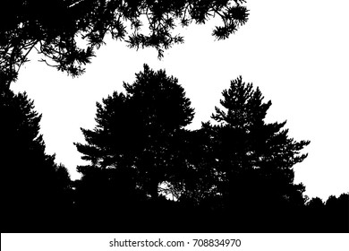 Black forest silhouette. Isolated on white background. Vector illustration for your design