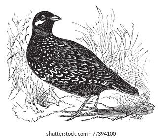 Black Francolin also known as  Francolinus francolinus,  gamebird,  vintage engraved illustration of Black Francolin. Trousset Encyclopedia