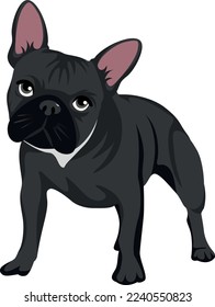 Black french bulldog and white collar standing