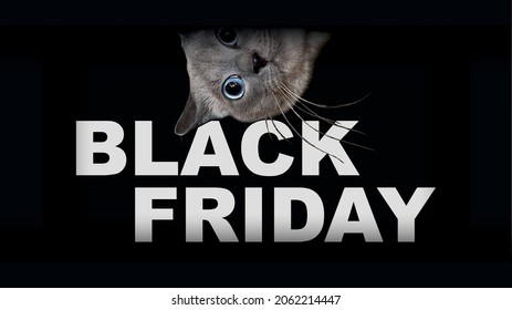 Black friday dark background, the cat looks out of the hole