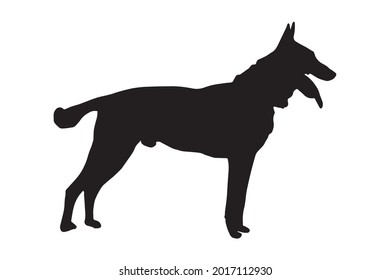 Black full height silhouette of a dog with tongue and tail sticking out on white.  Adult male Belgian Shepherd or Malinois. Side view.  svg