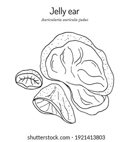 Black fungus or jelly ear (Auricularia auricula-judae), medicinal mushroom. Hand drawn botanical vector illustration