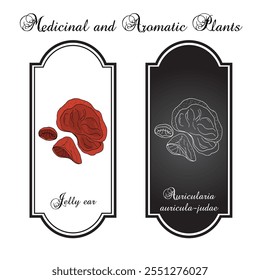 Black fungus or jelly ear (Auricularia auricula-judae), medicinal mushroom. Hand drawn botanical vector illustration