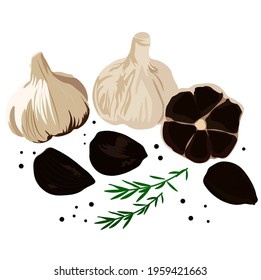 Black garlic vector stock illustration. Traditional Japanese cuisine. Seasoning for Korean dishes. Delicious vegetable onion with a cross section showing black teeth. Isolated on a white background