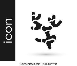 Black Ginger root icon isolated on white background.  Vector