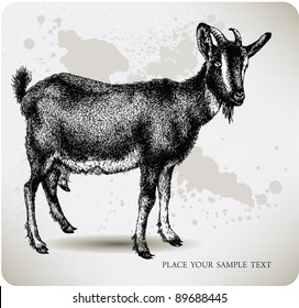 Black goat with horns, hand-drawing. Vector illustration.