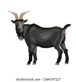 Black goat standing side view. Vector illustration isolated on white background