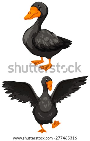 Image, Stock Photo Standing goose bird animal