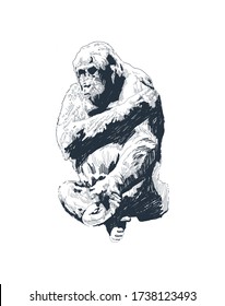 Black gorilla. Sitting monkey. African animal. sketch vector graphics monochrome drawing. Vector illustration.
