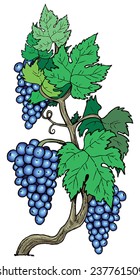 Black Grape