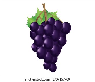 Black grape with leaf isolated on white background. Vector black grape illustration. 