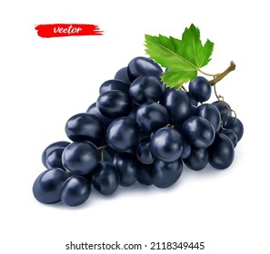 Black grape with grape leaf isolated on white. Realistic vector illustration of black grape.