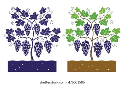black grape plant with leaves