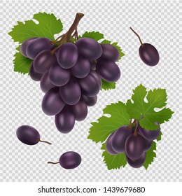 Black grape vector illustration. Bunch of grapes, leaves and berries realistic vector image isolated on transparent background