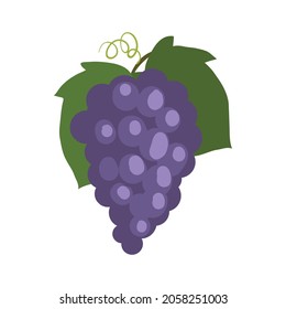 Black Grapes clip art vector illustration isolated