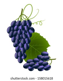 Black grapes eps8