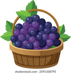 Black grapes full of   basket   vector art illustration 