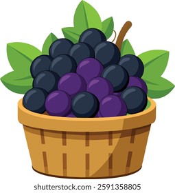 Black grapes full of   basket   vector art illustration 