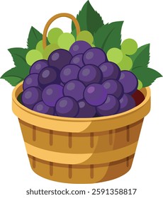 Black grapes full of   basket   vector art illustration 