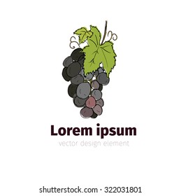 Black grapes grape with leaf isolated on white background