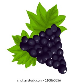 Black grapes illustration