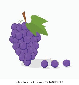 Black grapes with leaf vector illustration