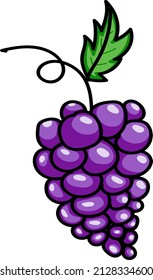 black grapes on a vine with a leaf