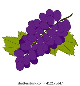 Black grapes on white background. Hand drawn berries. Vector illustration.