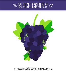 Black grapes Vector illustration.