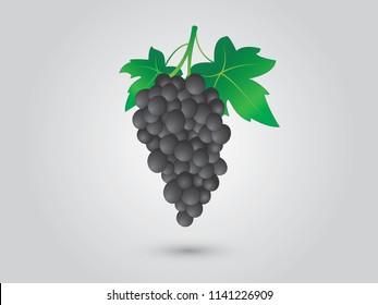 Black grapevine with leaf on white background vector illustration