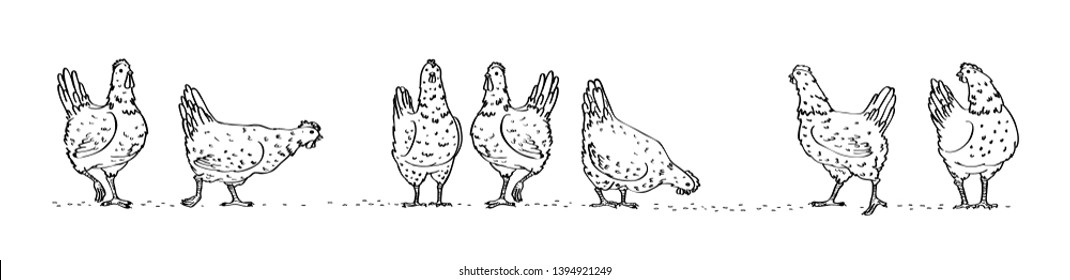 Black graphic set, collection, drawn rural hens or chickens, walking in different poses, pecking grain. Vector illustration, isolated on white background for design and decor.