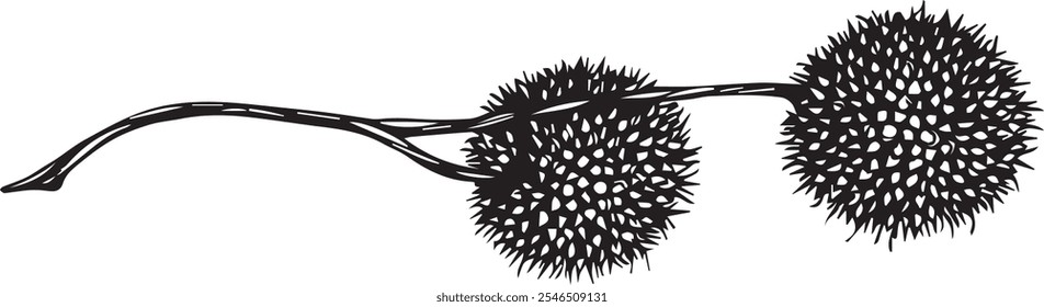 
Black graphic vector drawing of sycamore seeds on a branch.