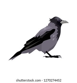 Black and gray craw illustration. Bird, black, gray, wings. Nature life concept. Vector illustration can be used for topics like nature, animal world, encyclopedia