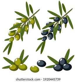 Black and green branches of olives for the design of natural cosmetics, olive oil, medicine. Organics for a healthy lifestyle. Vector illustration isolated on white background.