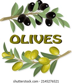Ramas negras y verdes de las aceitunas.Ilustración vectorial coloreada con aceitunas negras y verdes sobre un fondo transparente.