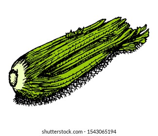 Black and green ink sketch of a celery head illustration vector