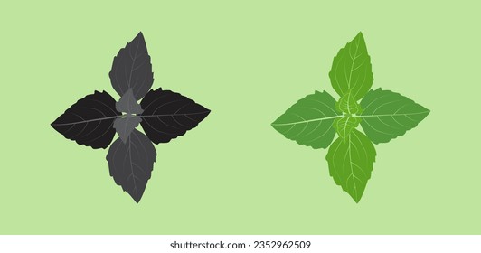 black and Green leaf isolated on white background, Green leaves of tropical Green  leaf isolated on white background,