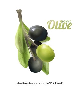 Black and Green olive branch isolated on white background. Photo-realistic vector, 3d.Design for olive oil, natural cosmetics, health care products.natural product organic, ripe olive.