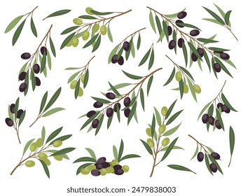 Black and green olive twigs. Cartoon mediterranean plant branches with leaves and berries, organic greek, italian food, cooking ingredient, healthy product tidy vector set isolated