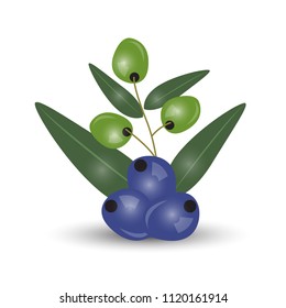 Black and green olives branch isolated on white background. Design for olive oil, cosmetics, health care products. Vector Illustration